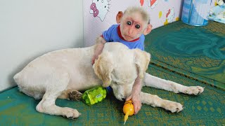 Baby monkey Obi playing with the puppy is so funny