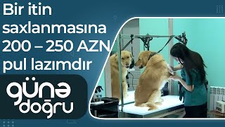 Ev heyvanlarının qulluq xərcləri: Bir itin saxlanmasına 200 – 250 AZN pul lazımdır – Günə doğru