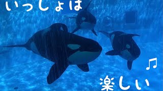 メインプールを泳ぐステラ・アース・リン　4／２　@名古屋港水族館