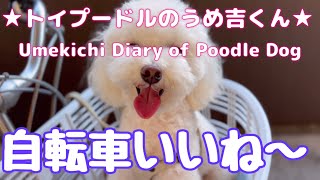 自転車いいね〜 ★トイプードルのうめ吉くん(1394日目)★Umekichi Diary of Poodle Dog