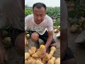 Harvesting pumpkins from the farm #shortvideo #shorts #satisfying 🍒🍒🫒🫒