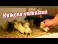 Zijdehoen kuikens verhuizen 🐣🐥