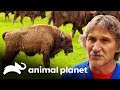 Dr. Jeff examina a un bisonte europeo de 450 kilogramos | Dr. Jeff, Veterinario | Animal Planet