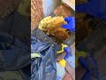 One of the Healthiest Beehives I've Ever Removed! | #bees #nature #shorts