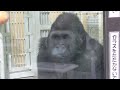 母ゴリラ🦍ゲンキが食べ物を取るのに梁の上を「よいしょ」と上がる姿が可愛い💕