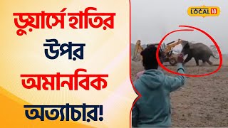 Bangla News: ডুয়ার্সে হাতির উপর অমানবিক অত্যাচার! Dooars Elephant Viral Video #Local18