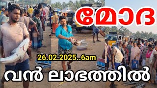 മോദ മീൻ വൻ ലാഭത്തിൽ പുതിയത്തുറ 26.02.2025..6am #fish #vizhinjam #kadalkara #viralvideo