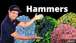 Top Shelf Aquatics' Coral Care Series - Hammers