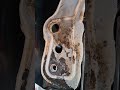 Yamaha Waverunner FX Cruiser SVHO mysterious leak water in hull fixed!