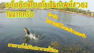 #ตกปลาชะโดยักษ์ด้วยเทอเบอจั้มน้าเป็นหนึ่งอ่างเก็บน้ำห้วยวังนองอุบลฯ  โดดโชไห้เห็นเลย ไซร์5+++ครับ