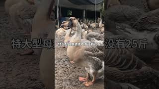 记录我的农村生活 #黑天鹅#duck