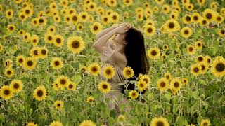 映画　I Girasoli　Sunflower　ひまわりのテーマ　トランペットソロ　リマスター版