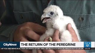 Peregrine falcons return to Ontario's skies