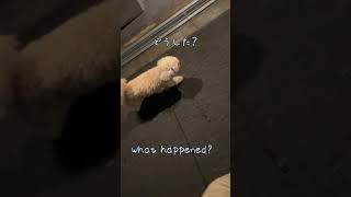 【怖い】散歩中異変を感じる犬 #63 A dog that feels strange during a walk #shorts