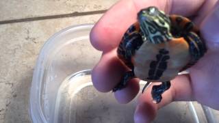 Is my turtle dead or hibernating?