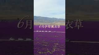 新疆有多美，一起享受大自然的美，拥抱自然，感受一下吧  #shorts