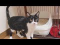 【保護犬 u0026猫預かりvlog】ヒロがわが家に来てから１ヶ月が経ちました（５月11日時点のvlogです）