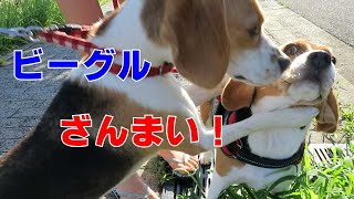 ビーグルざんまい  【おてんばビーグルふくちゃん】その197