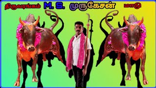 திருவரங்குளம்  M. S.  முருகேசன் அவர்களின் காளை தோரனையே அழகு தான் // M. S. Murugesan kalai//2020