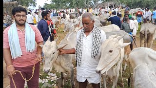 Hallikar Bulls for ಮಾಯಸಂದ್ರ ಜೊಡುಗಟ್ಟೆ ಸಂತೆ more part