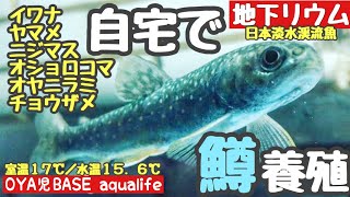 【地下リウム／日本淡水渓流魚水槽】  地下常温スポンジフィルター簡単飼育で冬眠明けな鱒達の活性が上がりまくって銀化中！ ／イワナ、ヤマメ、ニジマス、オヤニラミ。