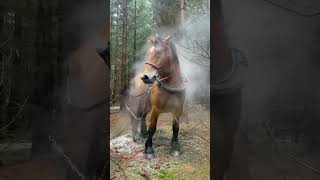 একটি ঘোড়াকে ব্রেক করানো | A horse how does brake