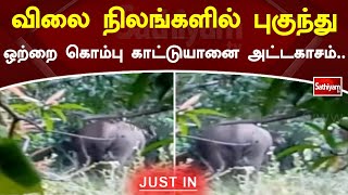 விலை நிலங்களில் புகுந்து ஒற்றை கொம்பு காட்டுயானை அட்டகாசம் | SathiyamTV