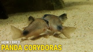 How I Bred Panda Corydoras at Home