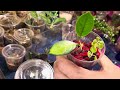 let’s propagate some plants together…