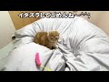 ベッドではしゃいでいる短足猫にイタズラをしてみると…？