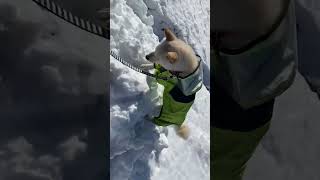 犬生はじめての雪に埋まる柴犬#shorts #柴犬 #白柴 #shibainu #かわいい犬