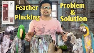 Why do birds pluck their feathers and their babies/ Feather Plucking Causes and Solutions.