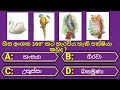 General knowledge questions sinhala | GK Sinhala | සාමාන්‍ය දැනුම ප්‍රශ්න