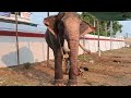 elephants for koodalmanikyam utsavam 2024 koodalmanikyam utsavam 2024