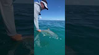 Releasing monster permit