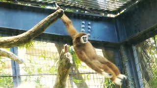 20240723 上野動物園　シロテテナガザル　片手でブラブラするゆんゆんくん　ゆんゆんくんを追いかけるココちゃん