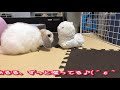 ホーランドロップ子うさぎ【みみたに、お友達ができました】holland lop ♯69