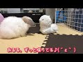 ホーランドロップ子うさぎ【みみたに、お友達ができました】holland lop ♯69