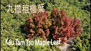 「紅葉情報」萬綠叢中一點紅🍁九擔租楓葉、竹林、小溪澗、紅樹林、紅石地貌、鄉村🚢遊印洲塘海岸線由烏蛟騰至荔枝窩全程路線介紹 Double Haven \u0026 Kau Tam Tso Maple leaf