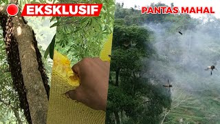 Proses Pengambilan Madu Hutan Yang Menegangkan // Pengambilan Madu Lebah Odeng