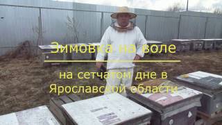 Зимовка на воле на сетчатом дне в Ярославской области