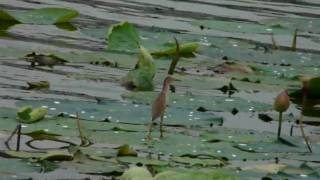 大相模調節池のヨシゴイ20100714