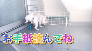 お返事が来ないお手紙…ｗ【フレンチブルドッグ frenchbulldog】