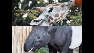 アミメキリンとマレーバク東山動物園2017年10月9日撮影