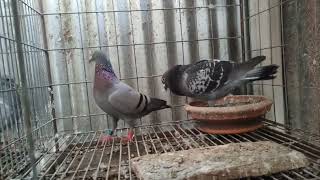 Pairing for Long-Distance Racing Pigeons!