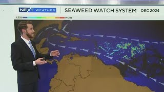 Florida to experience a seaweed invasion?