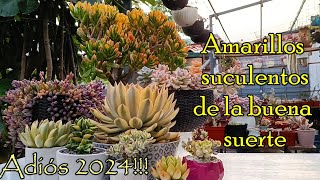 Let's say goodbye to 2024 succulently #newyear #succulent #collection #abundance