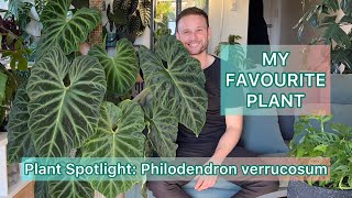 My Favourite Plant - Philodendron verrucosum - Plant Spotlight