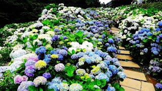 2022大梯田繡球花季-多品種繡球花.艷麗美色花團！Hydrangea blooms are gorgeous