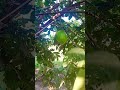 Guava plant #guava in my garden #backyard gardening#shorts#video